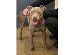Gracie Viii 69, American Pit Bull Terrier For Adoption In Cleveland, Ohio