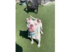 Canolli V 85, American Pit Bull Terrier For Adoption In Cleveland, Ohio