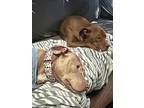 Capri, American Pit Bull Terrier For Adoption In La Grange, Illinois