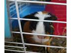 Boosie, Guinea Pig For Adoption In Salisbury, Massachusetts