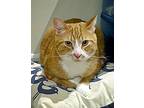 Gingie, Domestic Shorthair For Adoption In Toronto, Ontario