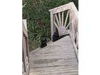 Barn/outdoor Cats!, Domestic Shorthair For Adoption In Roxboro, North Carolina