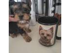 Yorkshire Terrier Puppy for sale in North Port, FL, USA