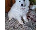 Samoyed Puppy for sale in Antonito, CO, USA