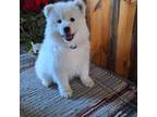 Samoyed Puppy for sale in Antonito, CO, USA