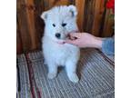 Samoyed Puppy for sale in Antonito, CO, USA