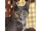 Victoria Domestic Shorthair Adult Female