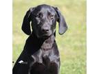 Labrador Retriever Puppy for sale in Fort Madison, IA, USA