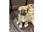 Lucy Mixed Breed (Medium) Puppy Female
