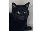 Bones Domestic Shorthair Adult Female