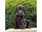 German Shorthaired Pointer Puppy for sale in Plano, TX, USA