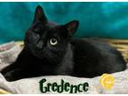 Credence Domestic Shorthair Adult Male