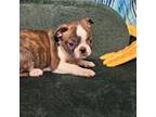 Boston Terrier Puppy for sale in Long Lane, MO, USA