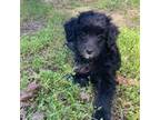 Mutt Puppy for sale in Caney, KS, USA