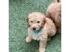 Mutt Puppy for sale in Berkeley Springs, WV, USA