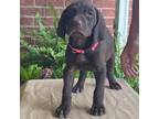 German Shorthaired Pointer Puppy for sale in Plano, TX, USA