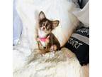 Chihuahua Puppy for sale in Purvis, MS, USA