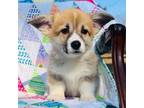 Pembroke Welsh Corgi Puppy for sale in Carson City, MI, USA