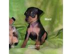 AKC Matt black and tan