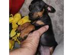 AKC Miles black and tan