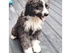 Aussiedoodle Puppy for sale in Houston, TX, USA