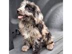 Aussiedoodle Puppy for sale in Houston, TX, USA