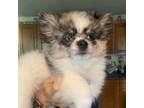 Pomeranian Puppy for sale in Elizabethtown, IL, USA