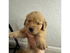 Golden Retriever Puppy for sale in Port Charlotte, FL, USA