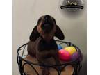 Dachshund Puppy for sale in Carthage, MS, USA
