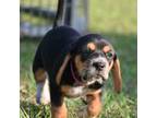 Pink Girl / Blue Tick Beagle