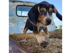 Green Girl - Blue Tick Beagle