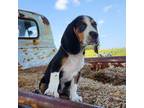 Beagle Puppy for sale in Dade City, FL, USA