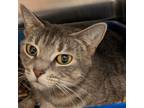 Adopt Aimee a Domestic Short Hair