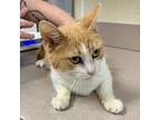 Adopt Bahama a Domestic Short Hair