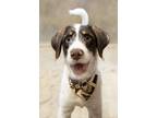 Adopt Cedar a Terrier, Pointer