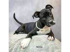 Adopt Nellie a Boxer, Terrier