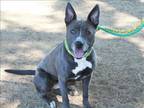 Adopt ROXY-ROSIE a Pit Bull Terrier