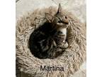 Adopt Martina a Tabby