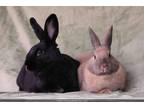 Adopt Delphynae Zen & Carina Antonia (bonded pair) a Bunny Rabbit