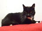 Adopt LULU a Domestic Short Hair