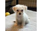 Adopt Eevee a Miniature Poodle