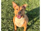 Adopt HAILEY a Pit Bull Terrier