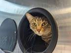 Adopt GORDA a Domestic Short Hair