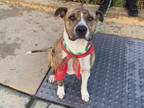 Adopt ROSIE a Pit Bull Terrier