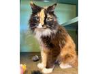 Adopt PENNY* a Domestic Medium Hair