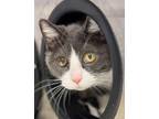 Adopt LILY a Domestic Medium Hair