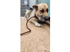 Adopt Noma a German Shepherd Dog, Mixed Breed