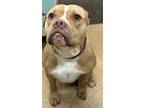 Adopt Trinity a Pit Bull Terrier, Mixed Breed