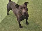 Adopt LEXI a Pit Bull Terrier, Mixed Breed