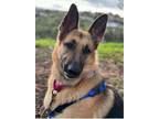 Adopt Lady a German Shepherd Dog